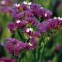 Seminte profesionale Limonium sinuatum - Flori de pai - imagine 48762
